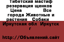 Тибетский мастиф резервация щенков › Цена ­ 100 000 - Все города Животные и растения » Собаки   . Иркутская обл.,Иркутск г.